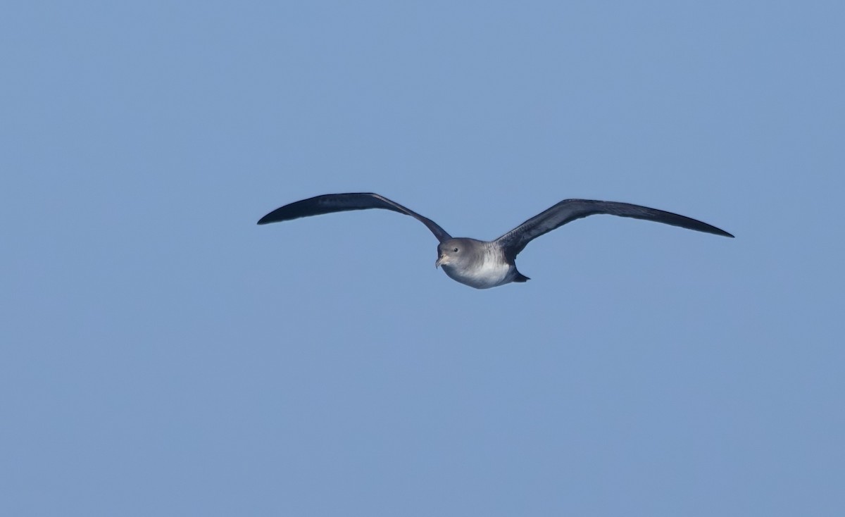 Pink-footed Shearwater - ML624997187