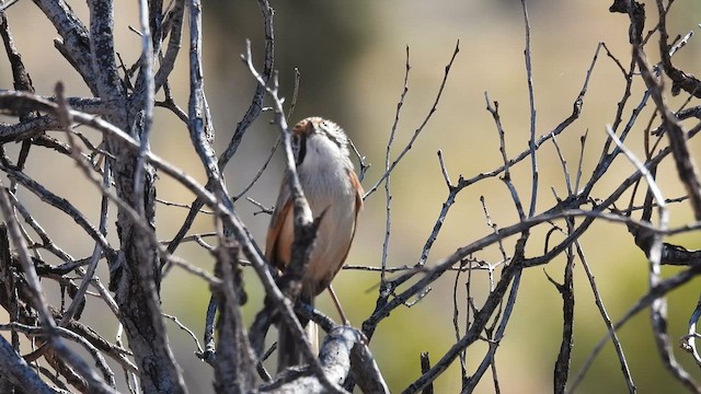 Sandhill Grasswren - ML624997192