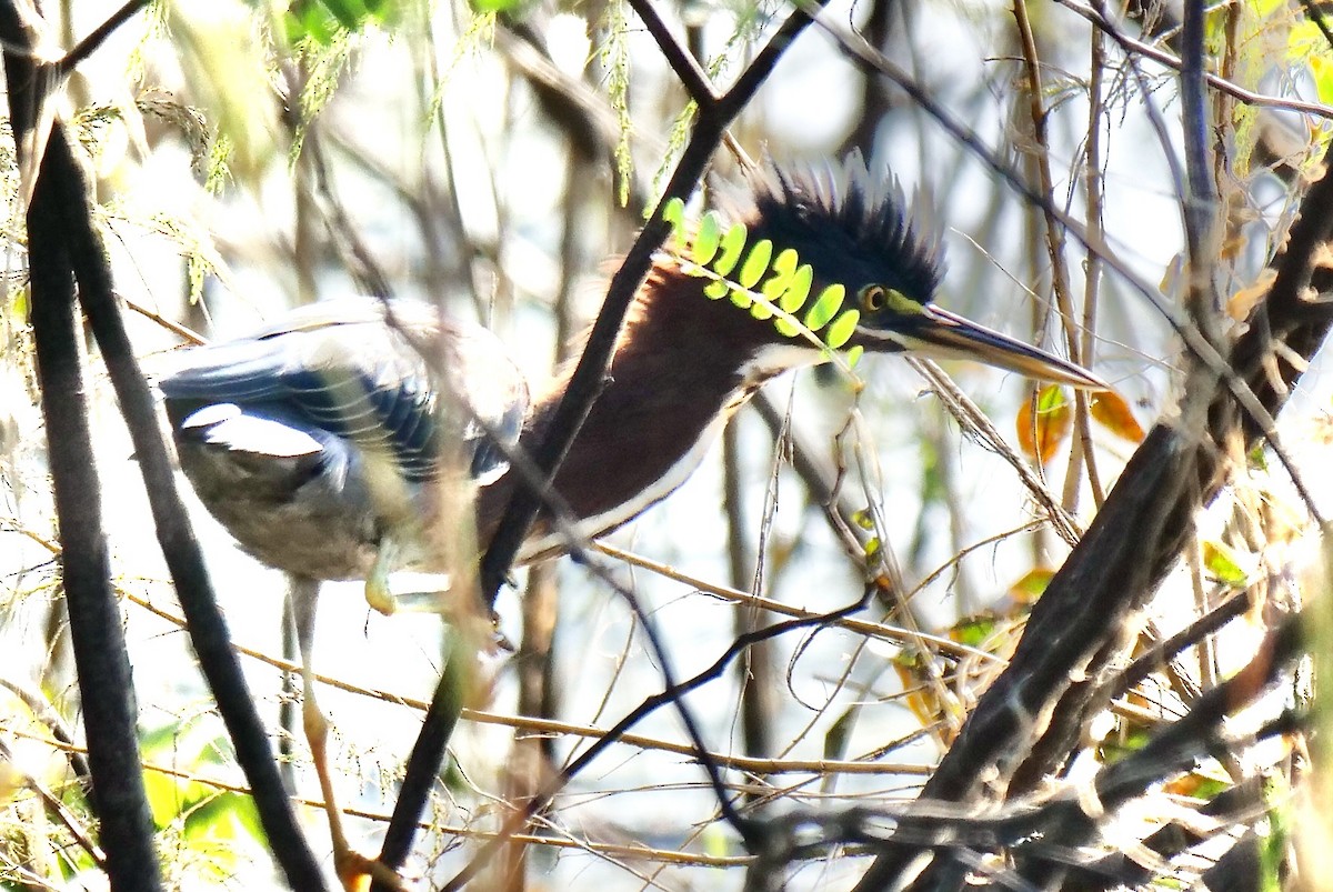 Green Heron - ML624997299