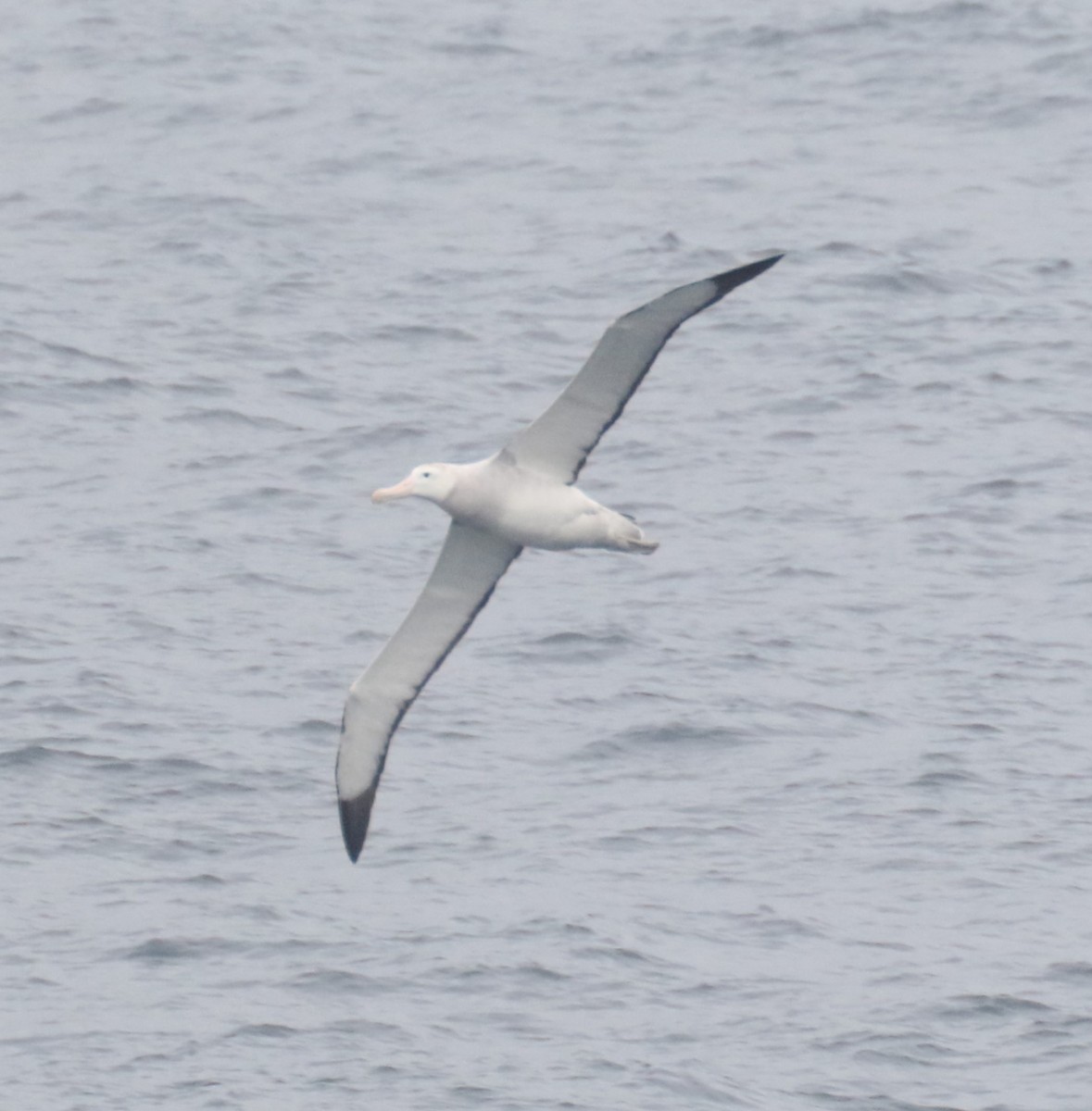 Southern Royal Albatross - ML624997334