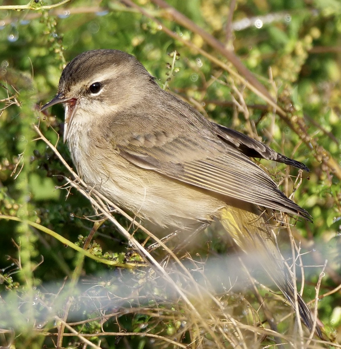 Palm Warbler - ML624997419