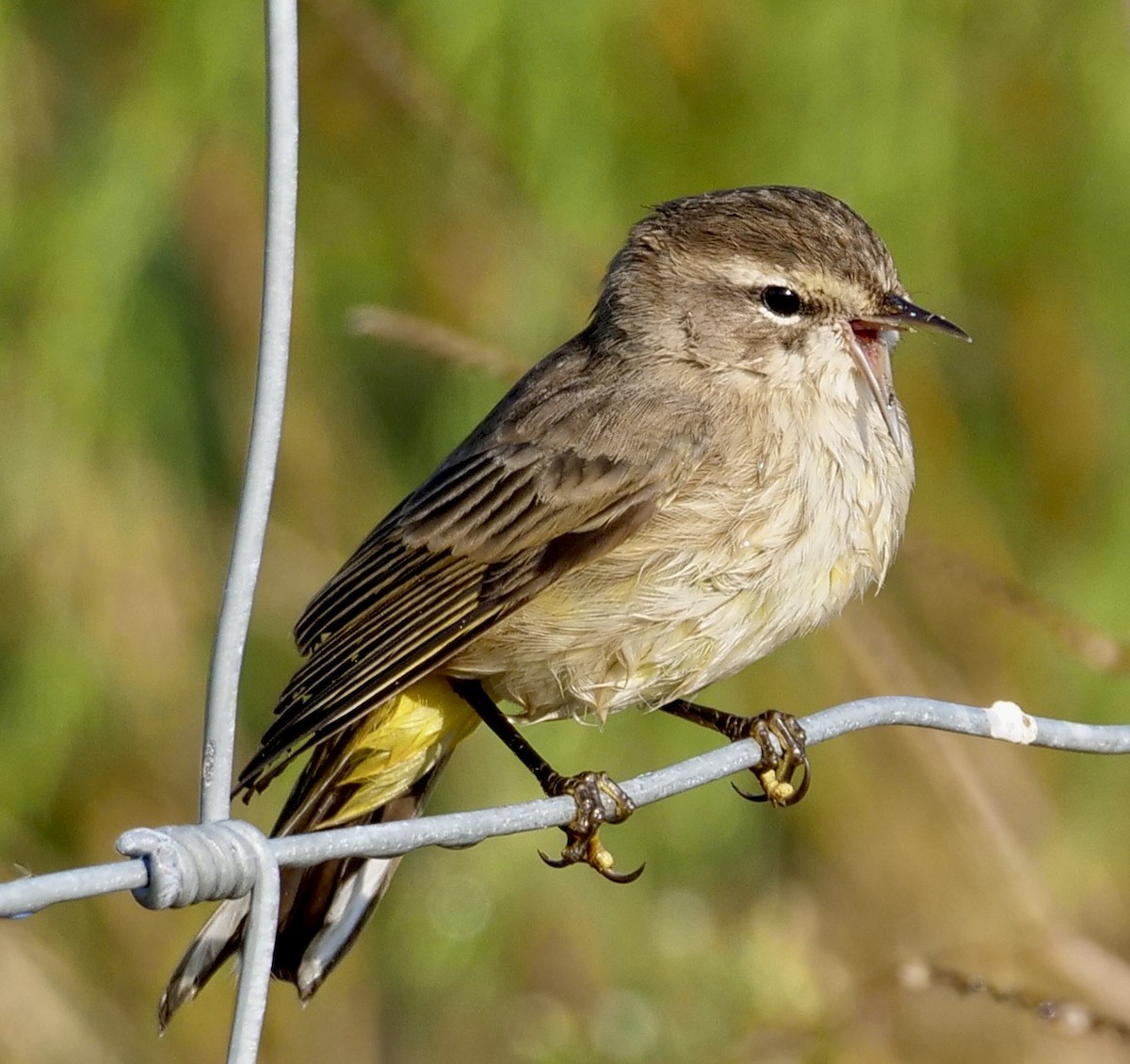 Palm Warbler - ML624997420