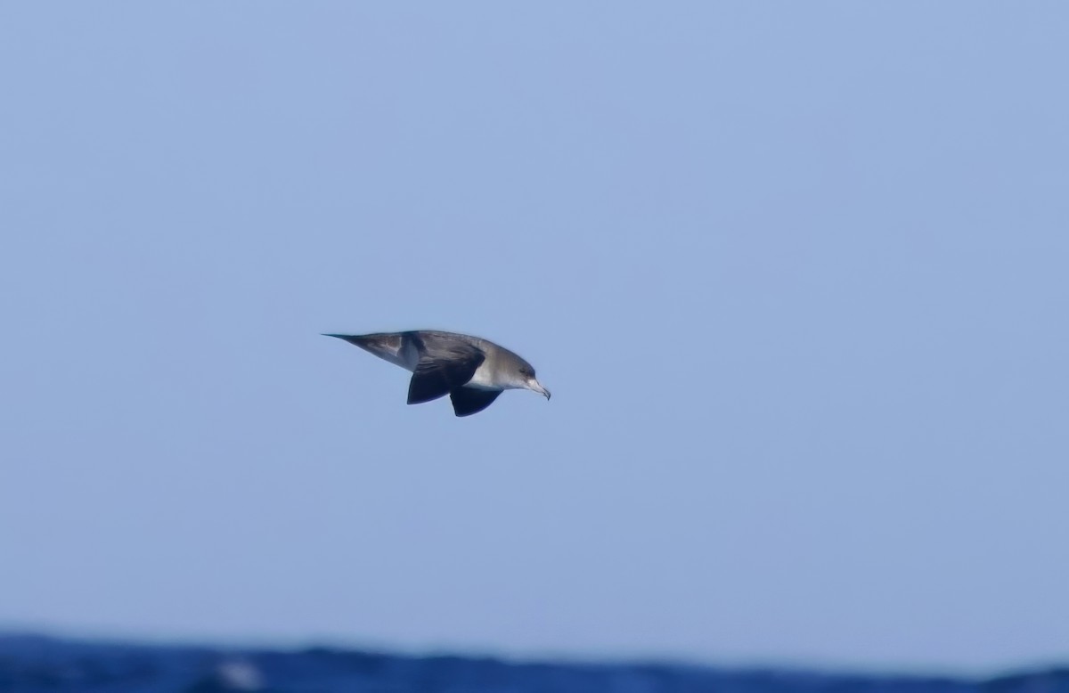 Pink-footed Shearwater - ML624997497