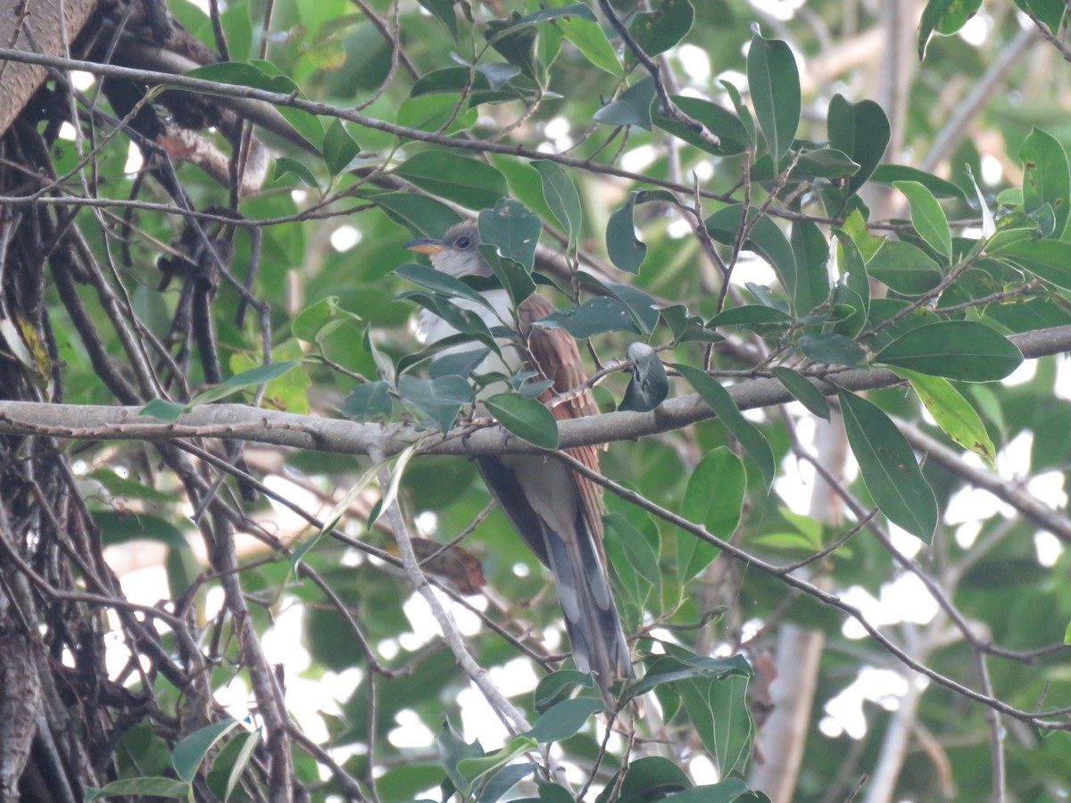 Cuclillo Piquigualdo - ML624997612