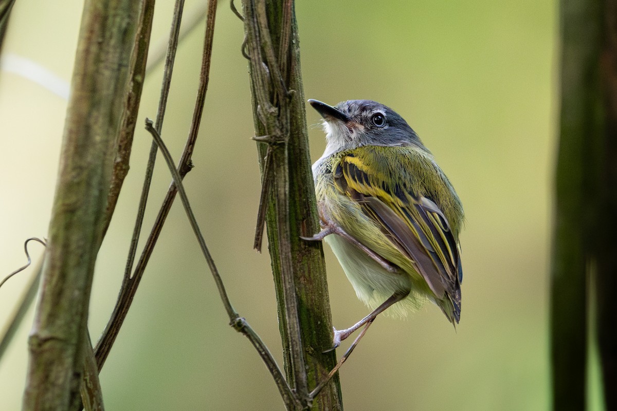 Slate-headed Tody-Flycatcher - ML624997617