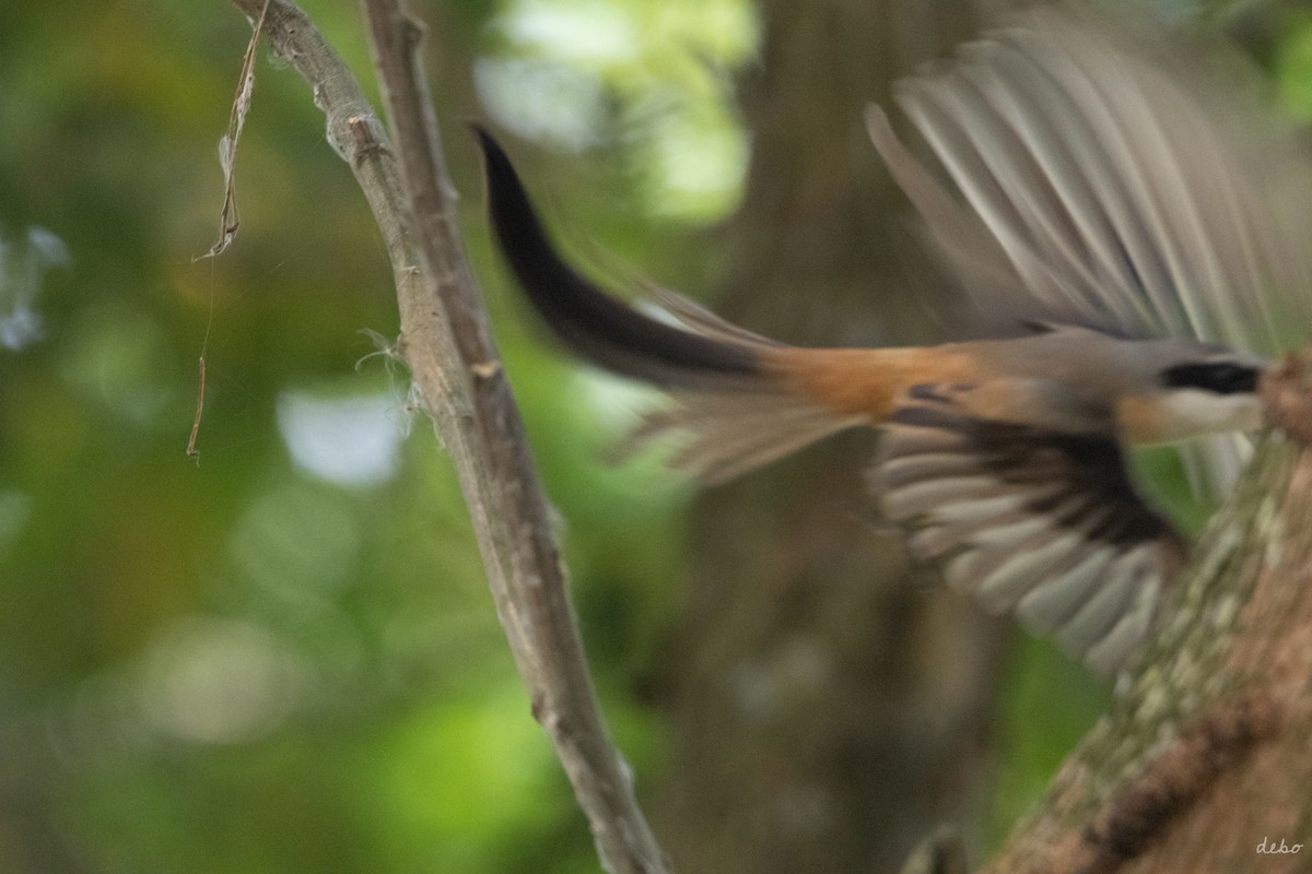 Gray-backed Shrike - ML624997684