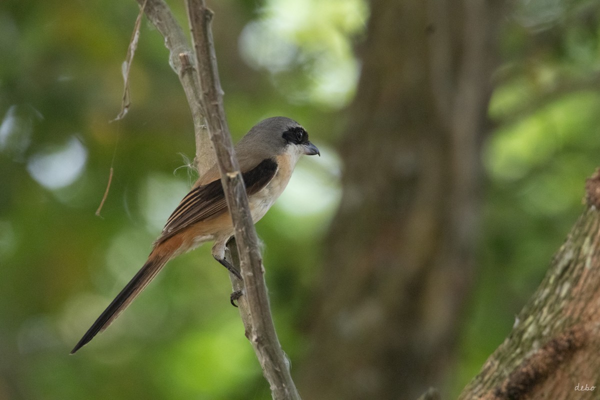 Gray-backed Shrike - ML624997685