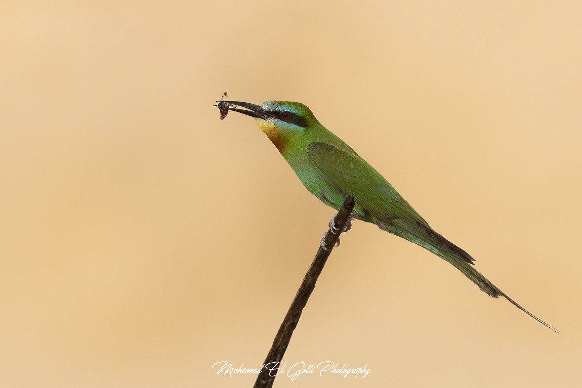 vlha modrolící - ML624997728