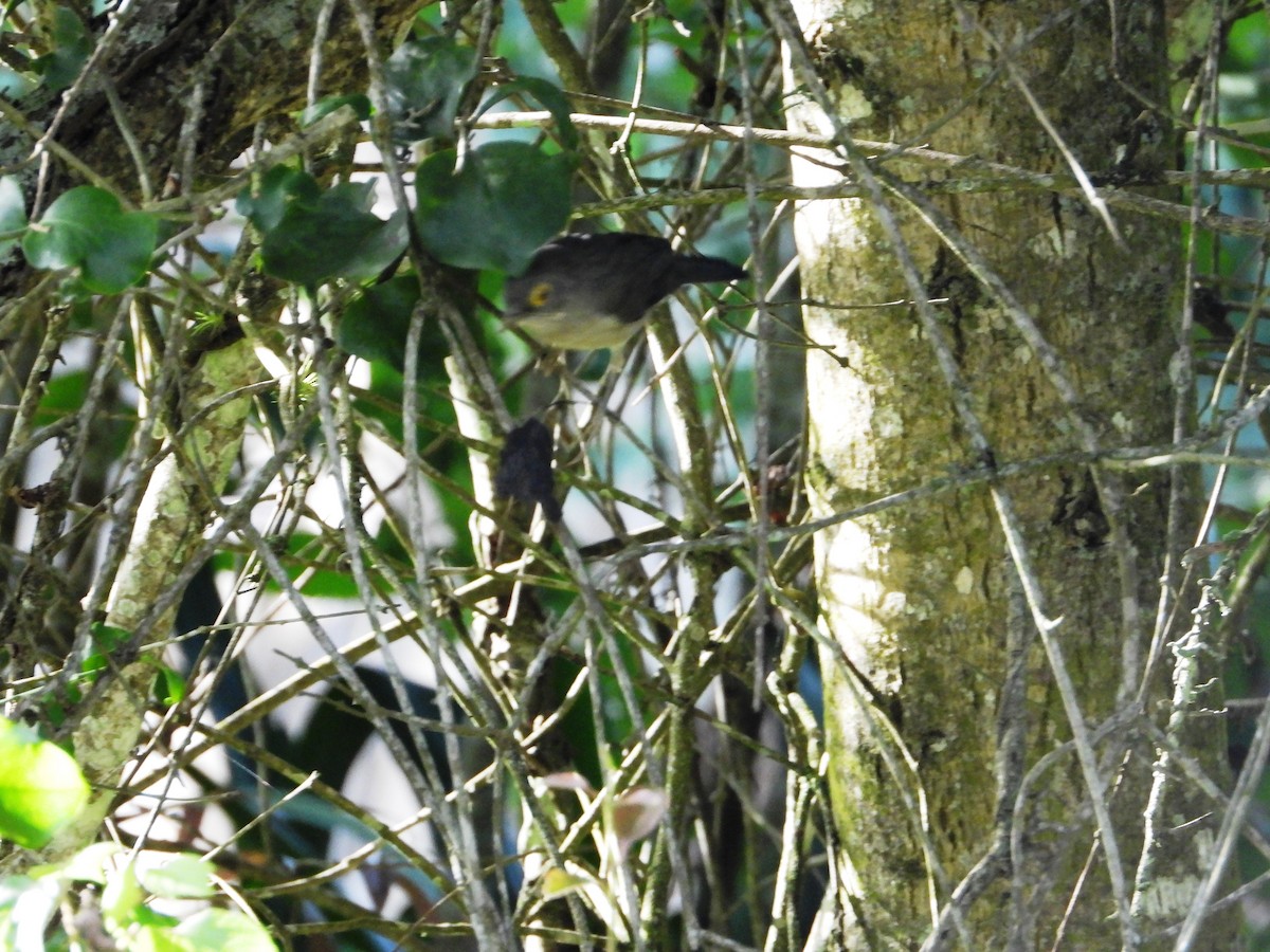 Spectacled Thrush - ML624997737