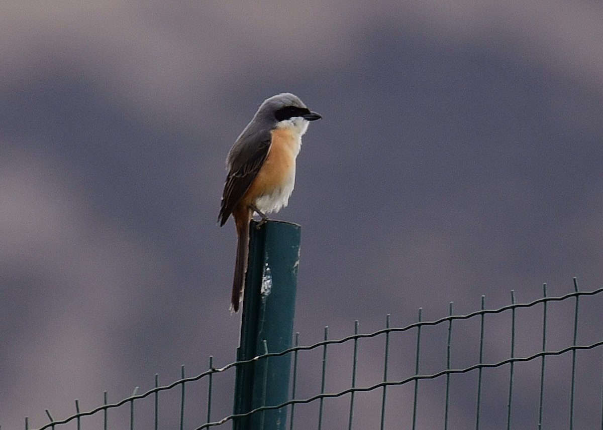 Gray-backed Shrike - ML624997821