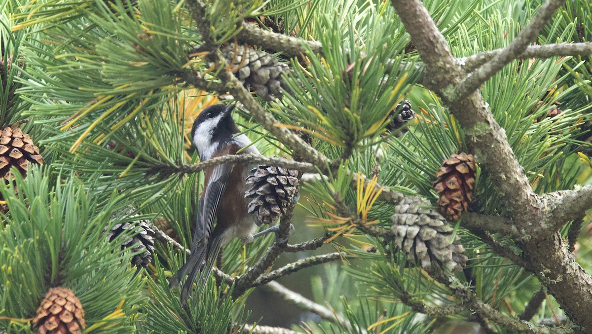 Chestnut-backed Chickadee - ML624997843