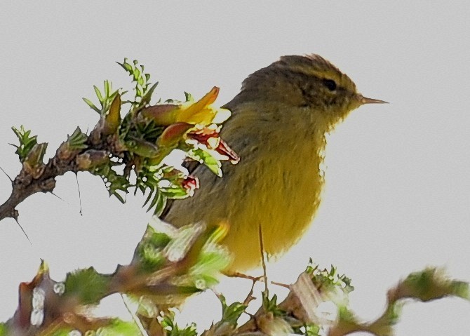 Tickell's Leaf Warbler - Amitava Dutta