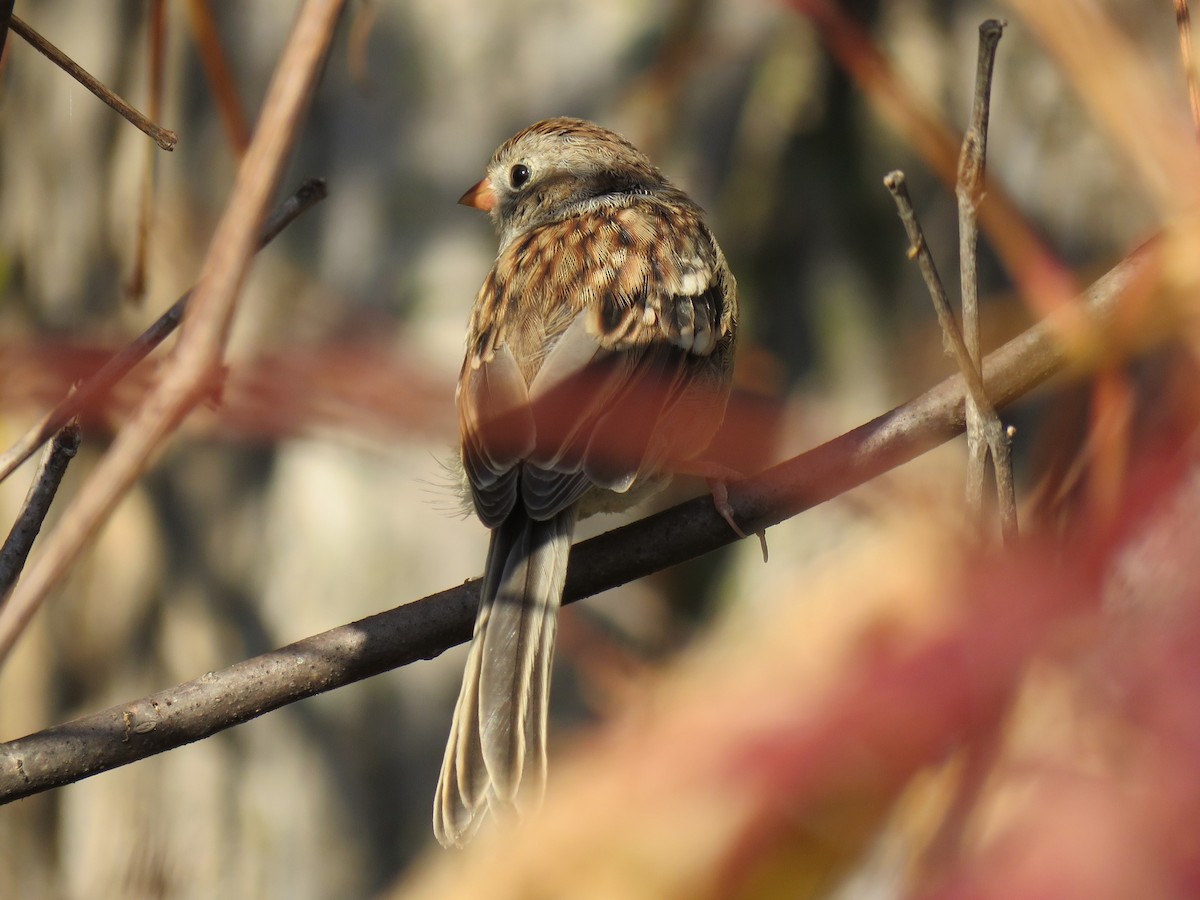 Field Sparrow - ML624997889