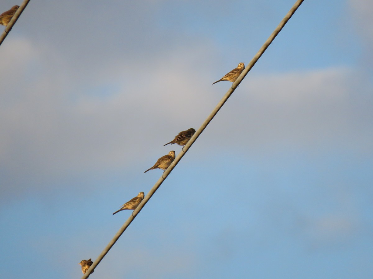 American Pipit - ML624997914