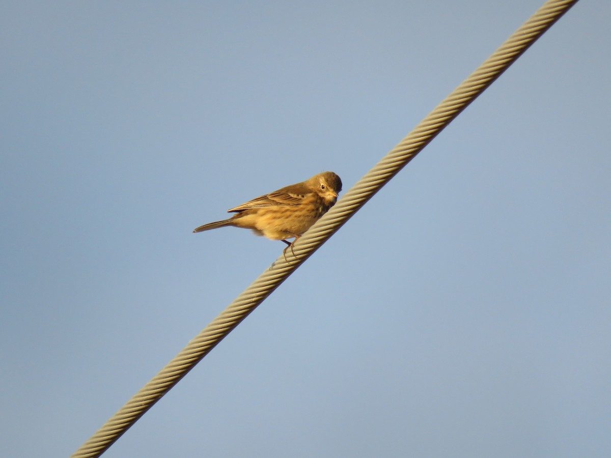 American Pipit - ML624997918