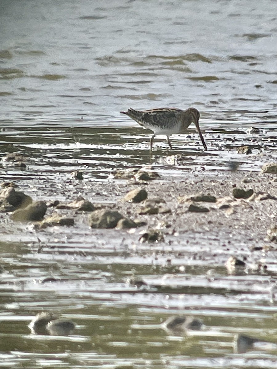 Wilson's Snipe - Cinda Crosley