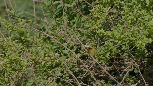 Little Bee-eater - ML624998056