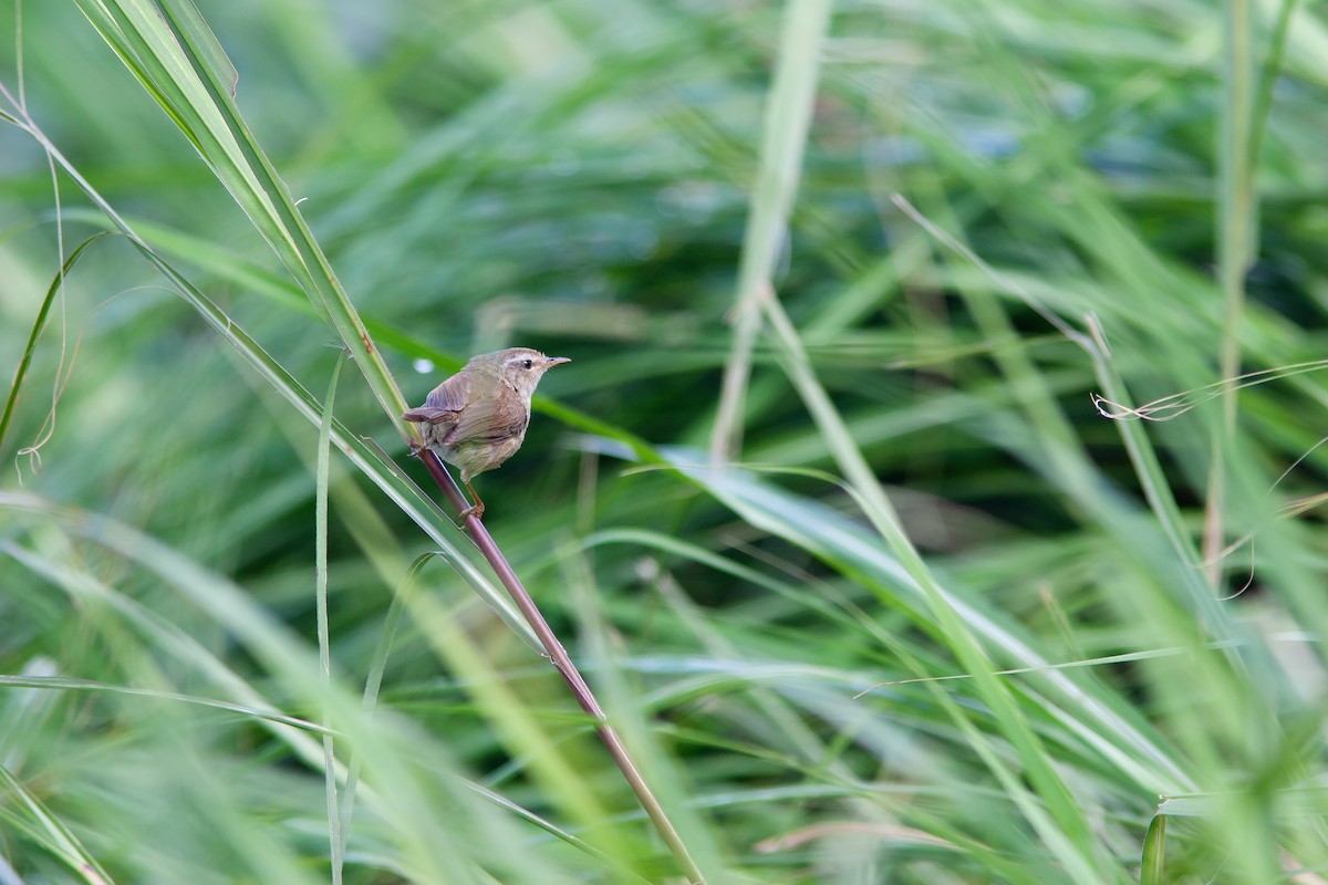 Brownish-flanked Bush Warbler (Taiwan) - ML624998149