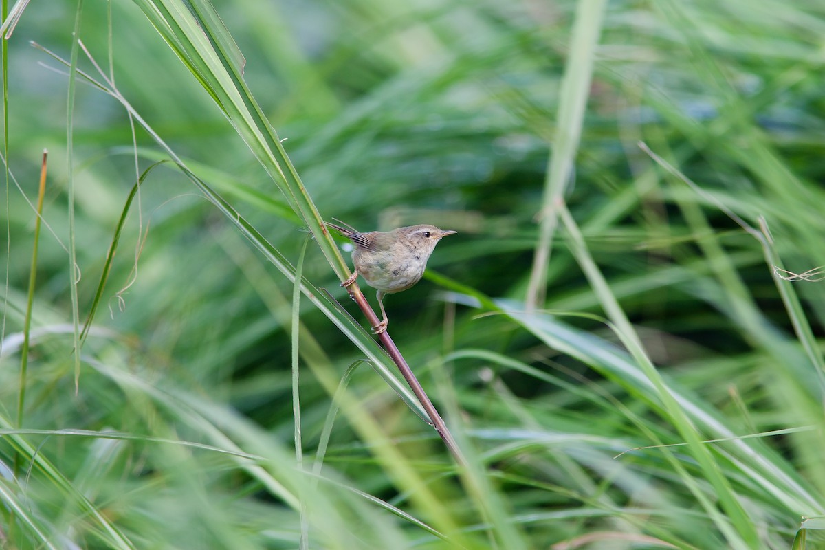 Brownish-flanked Bush Warbler (Taiwan) - ML624998154