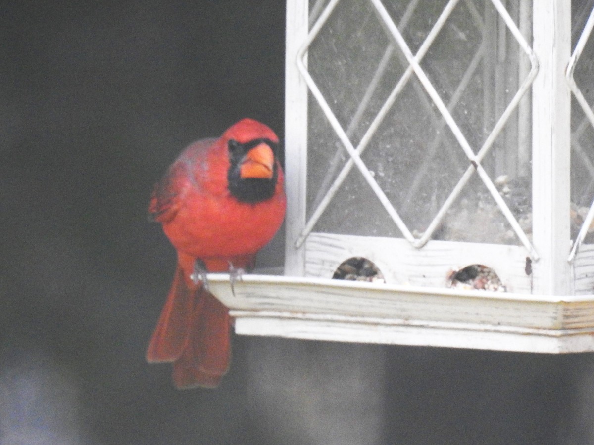 Northern Cardinal - ML624998156