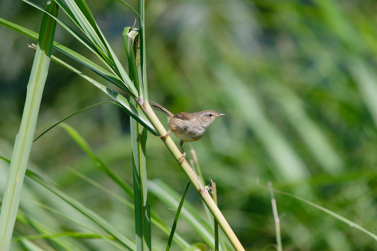 Brownish-flanked Bush Warbler (Taiwan) - ML624998199