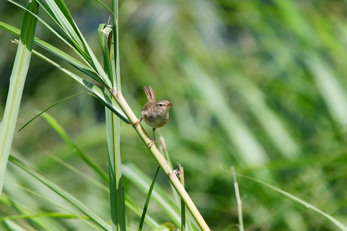 Brownish-flanked Bush Warbler (Taiwan) - ML624998200