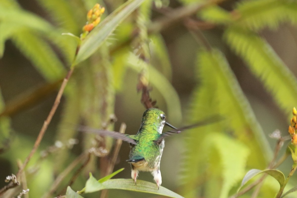 White-booted Racket-tail - ML624998283