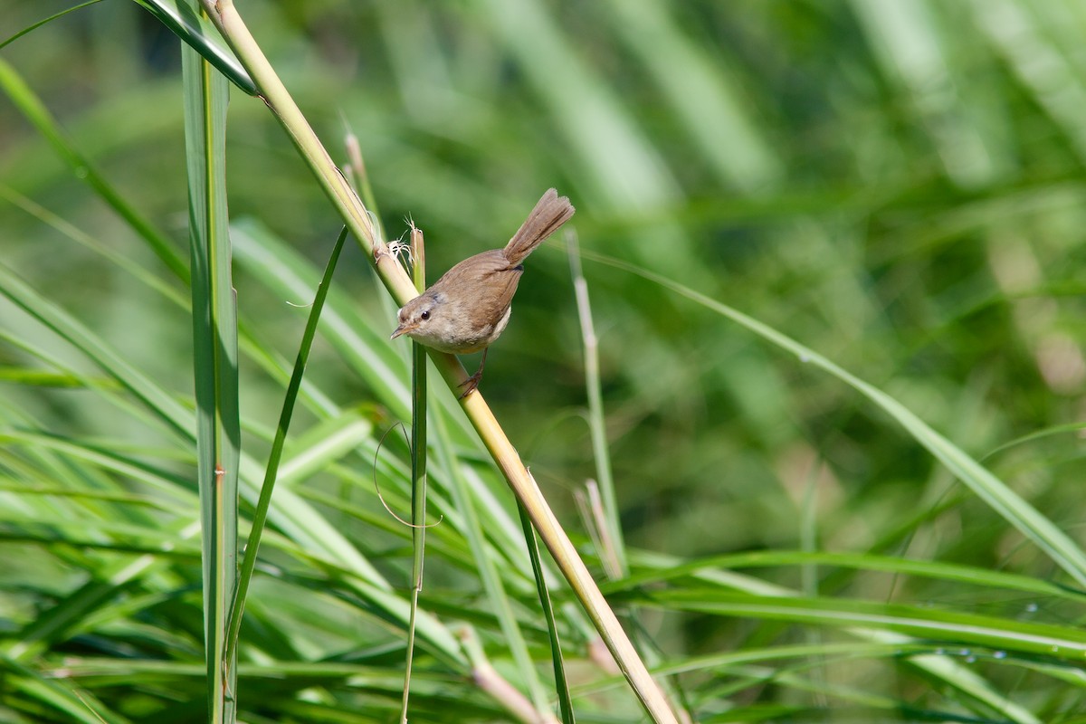 Brownish-flanked Bush Warbler (Taiwan) - ML624998316