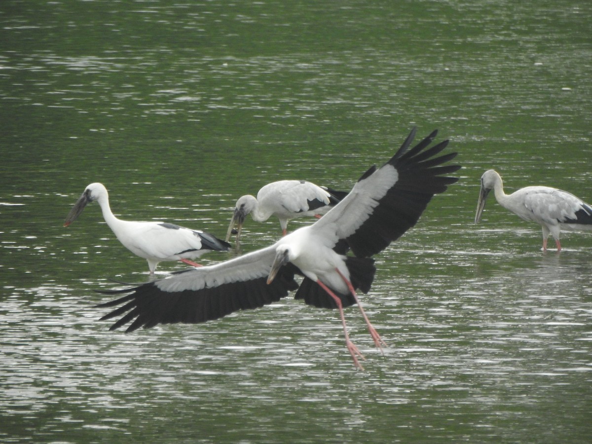 Asian Openbill - ML624998489