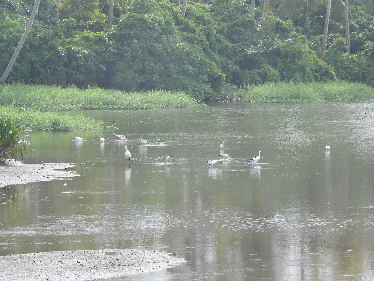 Asian Openbill - ML624998490
