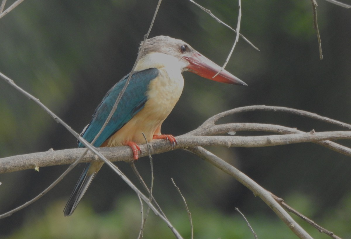 Stork-billed Kingfisher - ML624998509