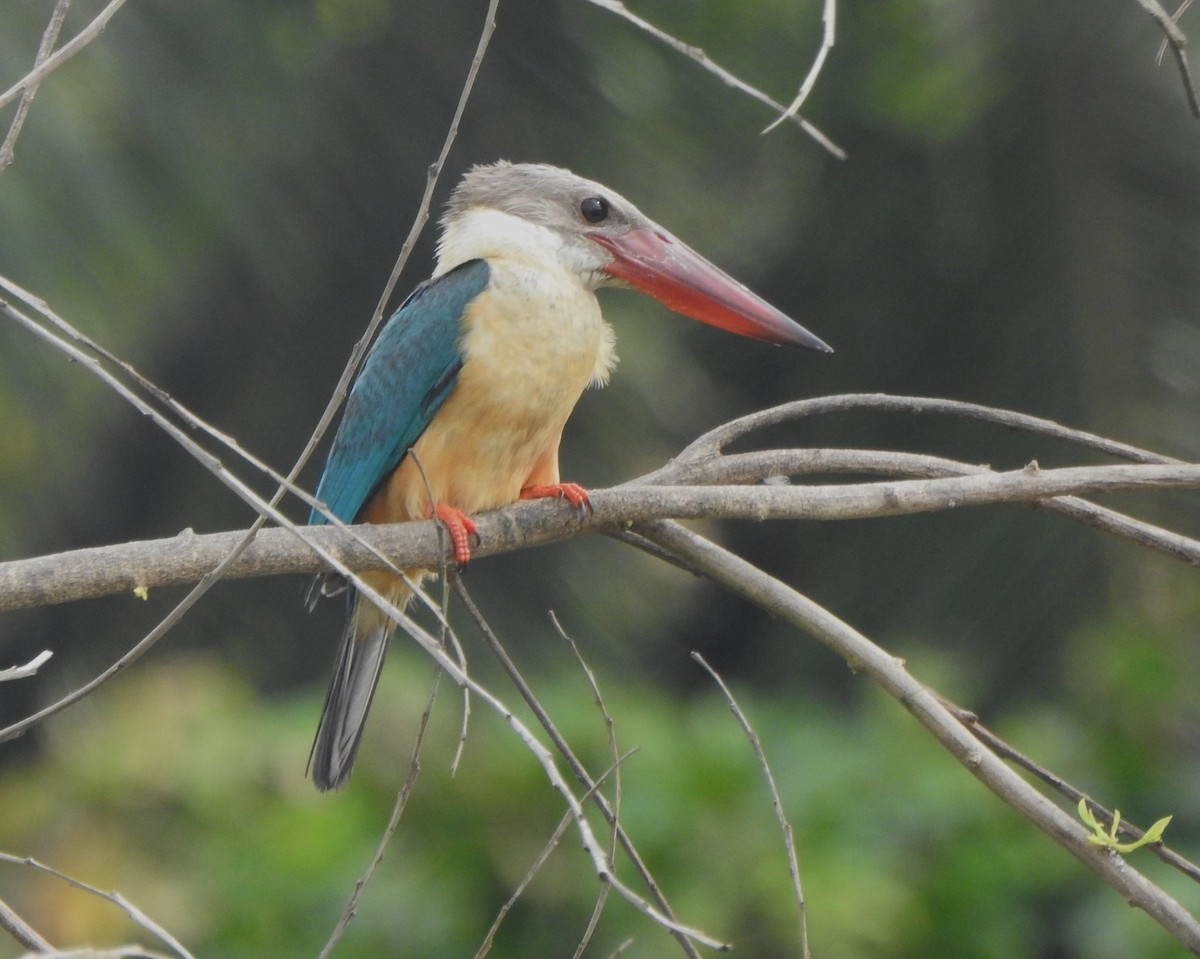 Stork-billed Kingfisher - ML624998510