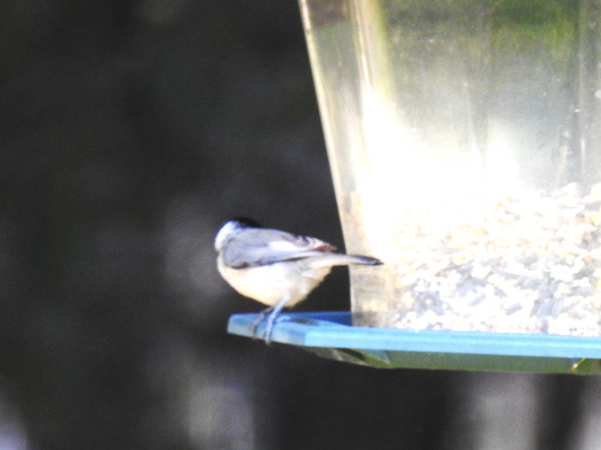 Carolina Chickadee - ML624998515