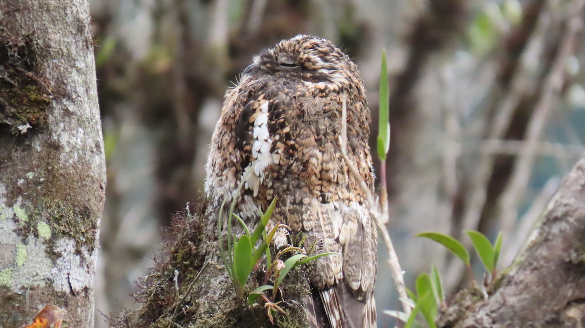 Andean Potoo - Ann Kovich