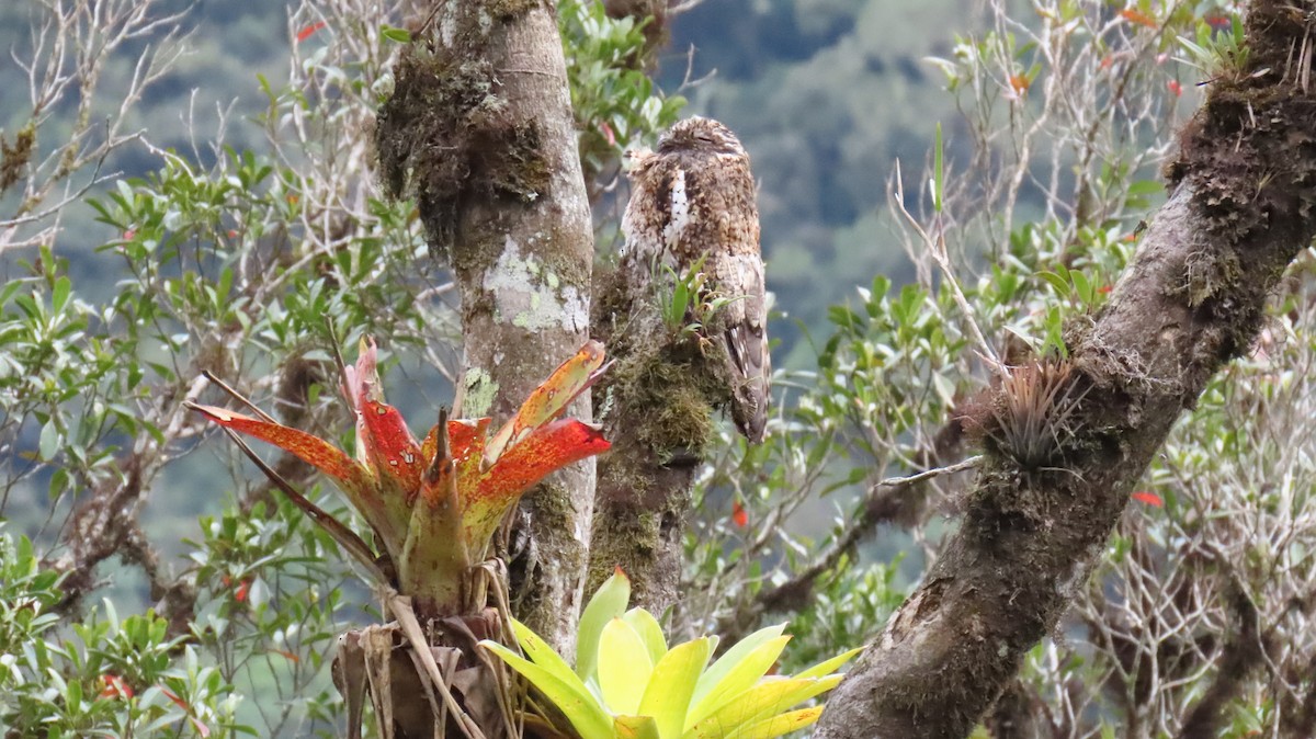 Andean Potoo - ML624998661