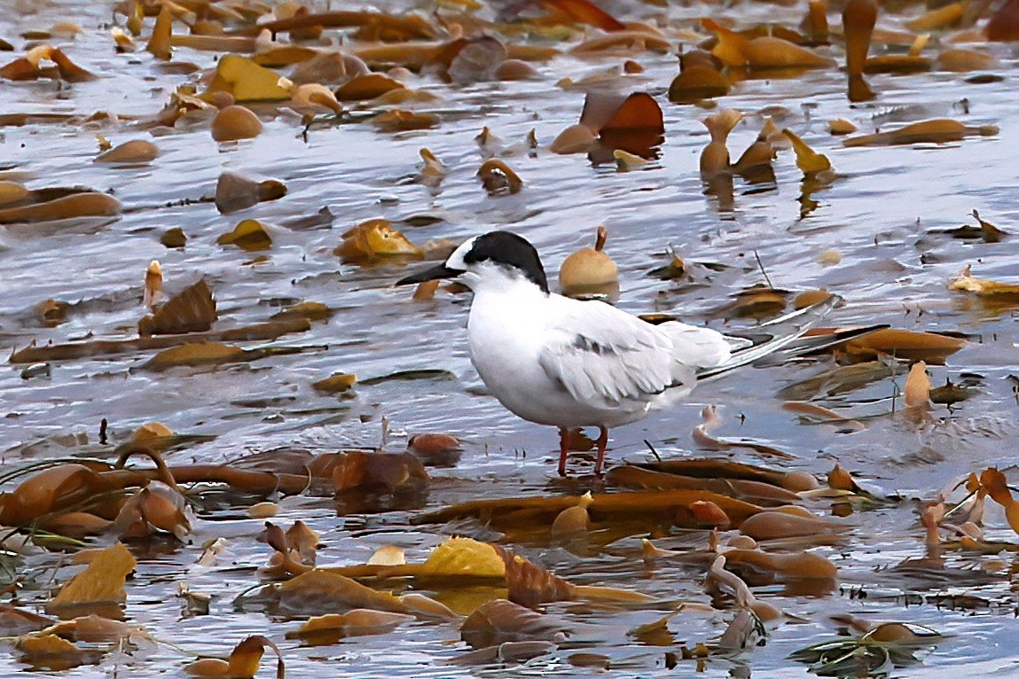 Common Tern - ML624998696