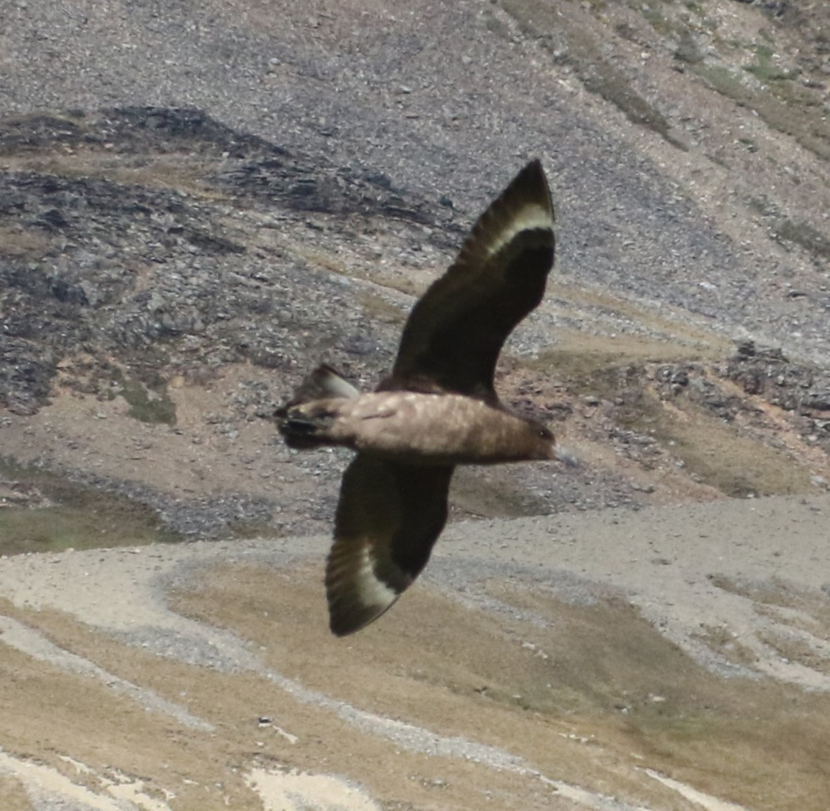 Brown Skua - ML624998705