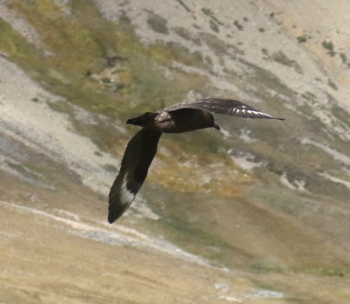 Brown Skua - ML624998710