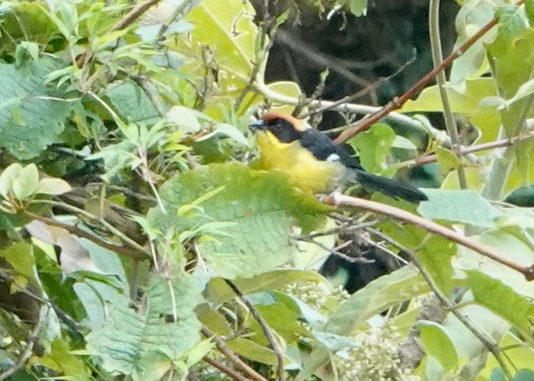 Yellow-breasted Brushfinch - ML624998772