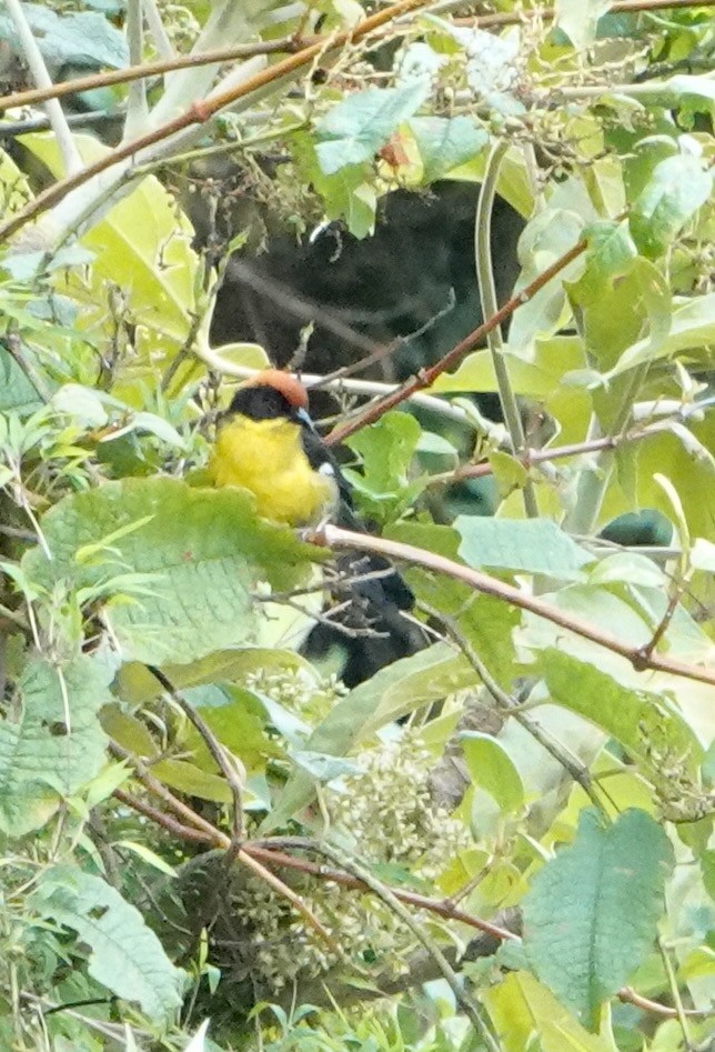 Yellow-breasted Brushfinch - Nancy Henke