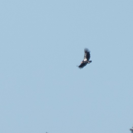 Condor de Californie - ML624998791