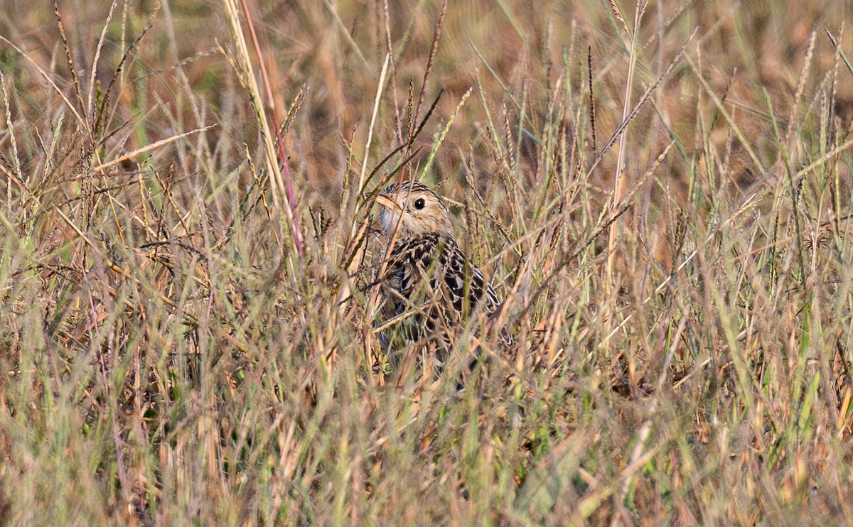 Sprague's Pipit - ML624998824