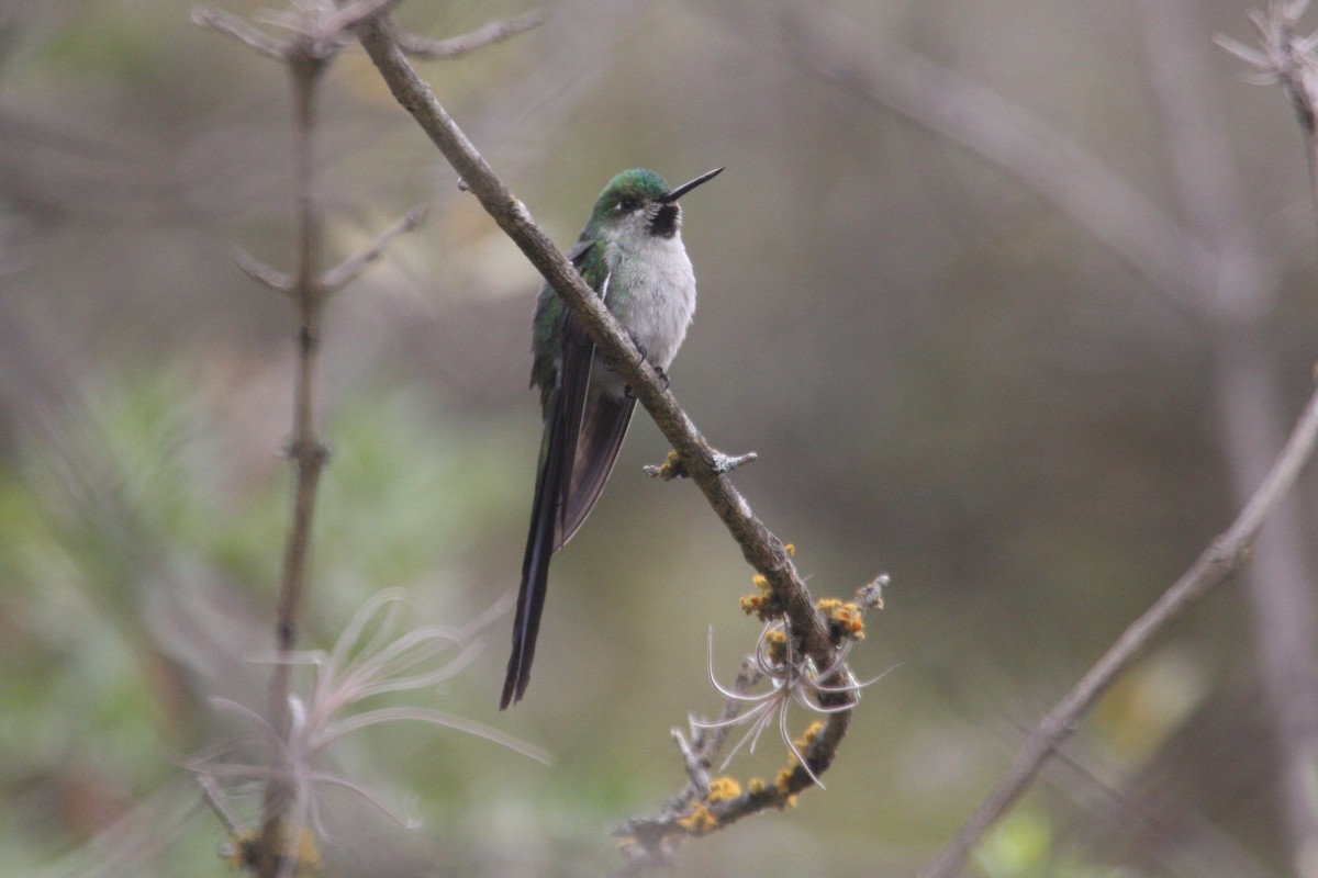 Gray-bellied Comet - ML624998831