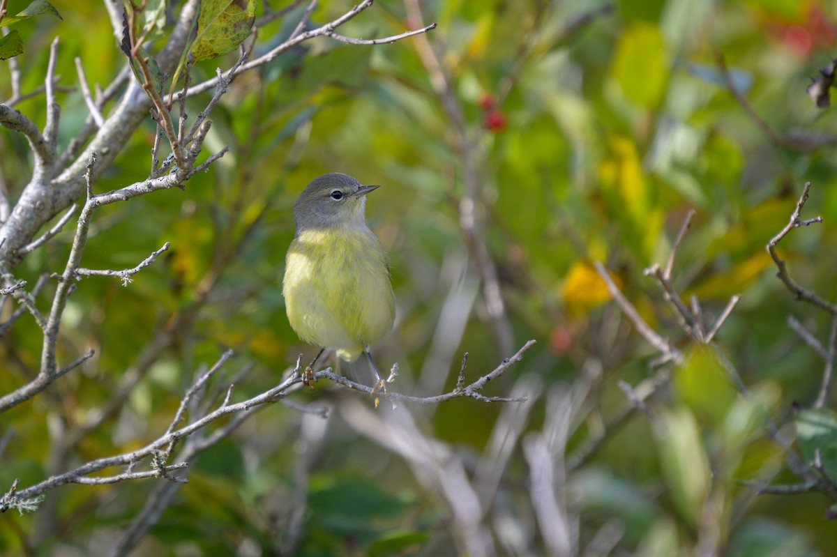 Orange-crowned Warbler (Gray-headed) - ML624998888