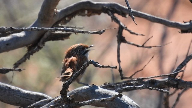 Sandhill Grasswren - ML624999174