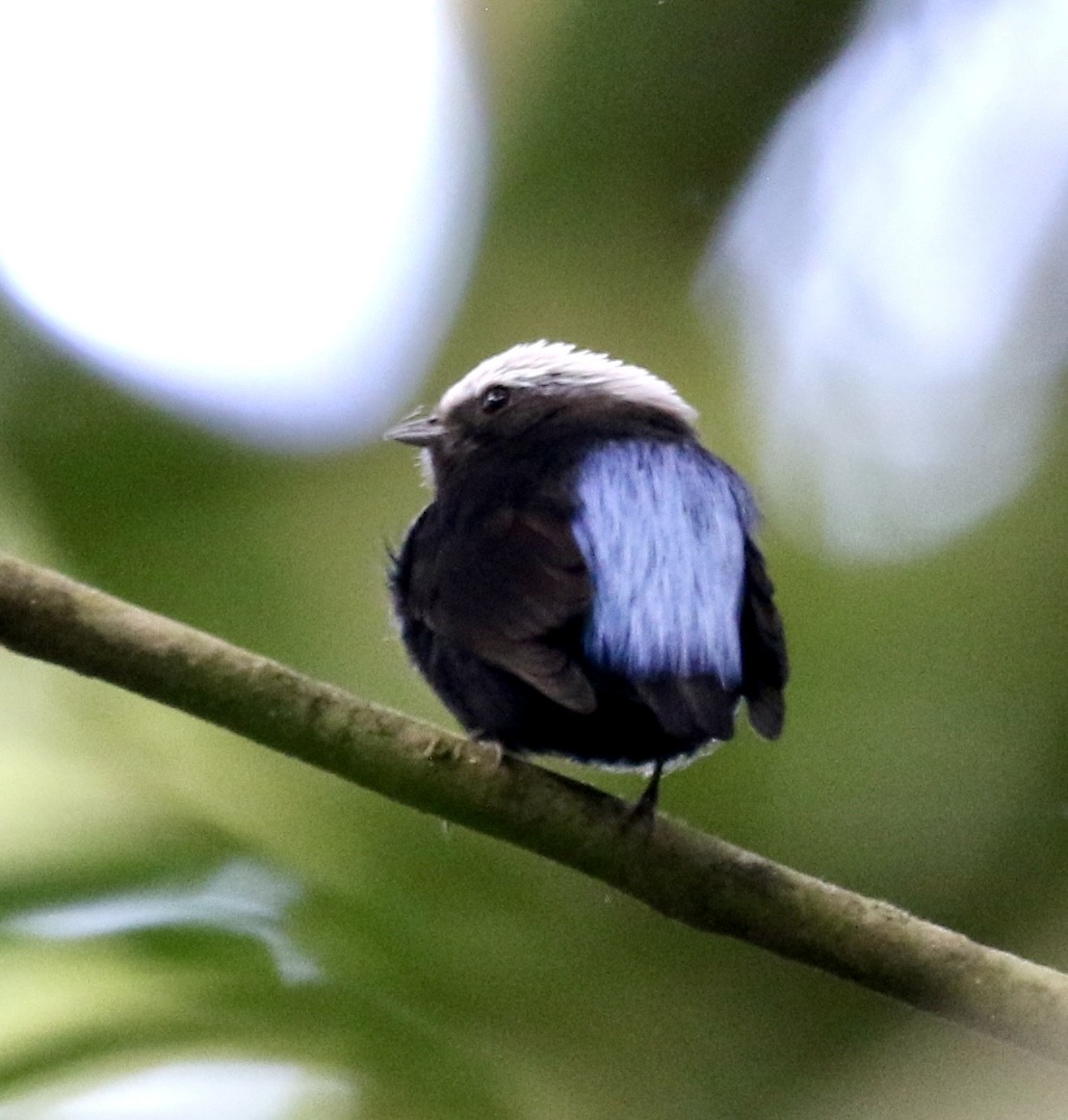 Blue-rumped Manakin - ML624999259