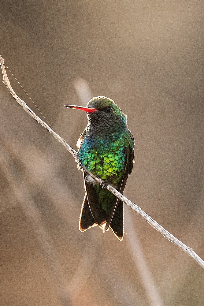 Glittering-bellied Emerald - ML624999316