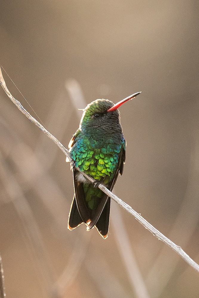 Glittering-bellied Emerald - ML624999317