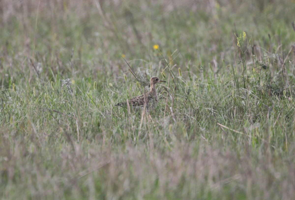 Upland Sandpiper - ML624999377