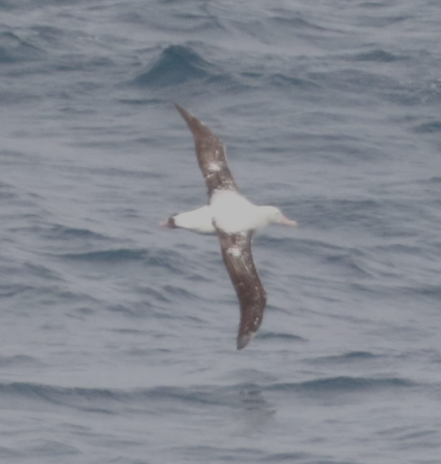 Snowy Albatross - ML624999516